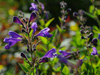 Kocimitka Nepeta 'Blue Dragon'